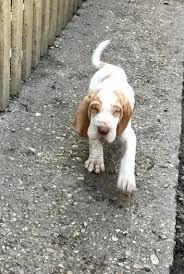 Review how much bracco italiano puppies for sale sell for below. Bracco Italiano For Sale In California 7 Petzlover