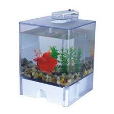 Coolio Http A248 E Akamai Net Origin Cdn Volusion Com Euhfr Xvuyx V Vspfiles Photos I1 3 3 Abbft 2t Jpg 1325487014 Fish Tank Betta Aquarium Betta Fish Tank