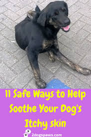 It can also be used for wounds, fungal infections and insect bites. Pin On Caring For Your Dog