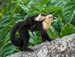 How much does it cost to buy a capuchin monkey? Capuchin Monkey Primate Britannica