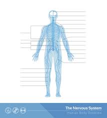 Browse nervous system templates and examples you can make with smartdraw. Human Nervous System Structure And Functions Explained With Diagrams Bodytomy