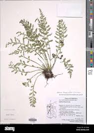 Image result for Asplenium theciferum