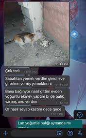 Kediler Gece Neden Bagirir