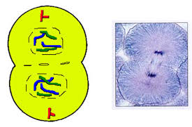 Plant cell ki khoj kisne ki. Human Body System Quiz Mcq Test Proprofs Quiz