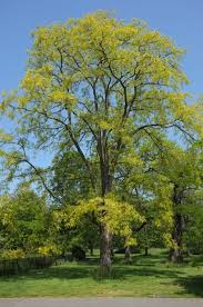 Image result for Robinia