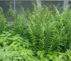 Image result for Dryopteris