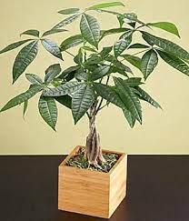 Braided Money Tree Botanical Name Pachira Aquatica From Proflowers A Fixture Of Feng Shui The Braided Money Tree Is A Perf Money Trees Plants House Plants