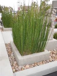 We did not find results for: 20 Best Horsetail Reed Ideas Landscape Design Horsetail Modern Landscaping