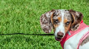 Double Dapple Dachshund Welcome To The Sausage Dog World