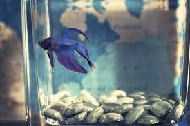 How To Cycle A Fish Tank: The Beginner'S Guide | Aquacadabra