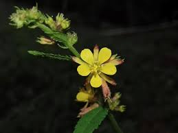 Image result for Triumfetta trifida