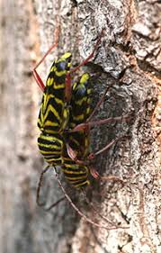 When your garden starts to look a little scraggly and plants begin to die, any good gardener will check them all over for clues to the perpetrator. Shade Tree Borers 5 530 Extension