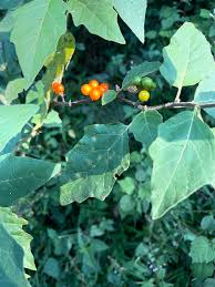 Image result for Solanum anguivi
