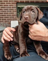 Queen Of The Castle Cute Animals Chocolate Lab Puppies Labrador Funny
