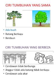 Bunga berbunga merupakan bunga yang dihitung dari jumlah investasi pokok ditambahkan dengan bunga yang telah diperoleh sebelumnya dan akan terakumulasi dari waktu ke waktu. Ciri Tumbuhan Yang Sama