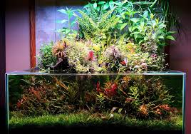 Paludarium Like Aquascape From Http Www Plantedtank Net Forums Showthread Php T 192640 Planted Aquarium Aquarium Garden Nature Aquarium