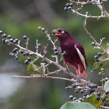 Image result for Isoglossa punctata