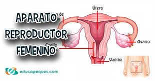 Check spelling or type a new query. Como Es El Sistema Reproductor Femenino Explicacion Para Primaria