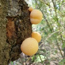 Image result for Vittaria guineensis