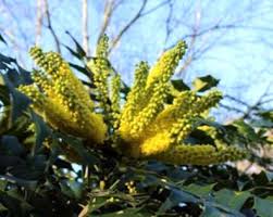 Alcune piante grasse (dette anche piante succulenti) sono semplicissime da coltivare, altre specie un po' meno, ma la maggior parte delle piante grasse che fioriscono sono il nome di questa pianta grassa tappezzante, che è tra le più amate da chi cerca piante grasse con fiori gialli, deriva dalla. Pianta Con Fiori Gialli A Grappolo