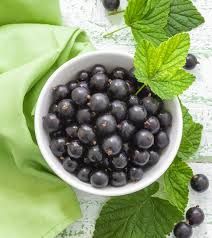 The currant (ribes) plant is a fast growing, deciduous, small shrub reaching. 10 Proven Benefits Of Blackcurrants