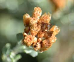 Image result for Pentzia