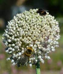 Check spelling or type a new query. 30 Fantastic Garden Flowers For Bees