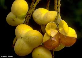 Image result for Diplocyclos tenuis