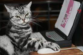Don T Look At Us Like That This Is Zimbio Science Cats Funny Cat Memes Cat Memes