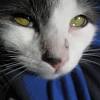 My cat had a dry spot on her nose that the vet said was just dry skin. Https Encrypted Tbn0 Gstatic Com Images Q Tbn And9gcqdhtc0jtkp09e Jpjo1uklu5plovc3l0xo6xy3f 3xfwcao3v9 Usqp Cau