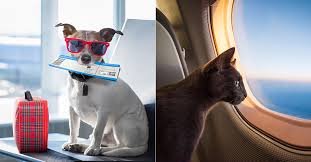 A pet is usually described as someone who is submissive, willing to take orders, and appreciate a sense of ownership. A Step By Step Guide On How To Relocate Your Pet Abroad