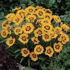 Coreopsis Sunfire Flowers Perennials Coreopsis Flower Perennials