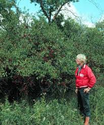 Image result for Plum 1957 Hudson