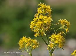 Image result for Rorippa nudiuscula