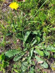 Image result for Hypochaeris