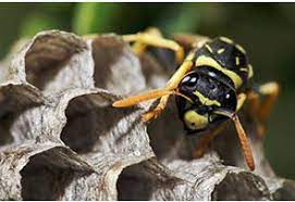 Clients don't build houses every day! Hobbs Pest Management Cedarcreeklake Online