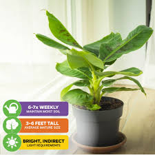 Image result for Musa Cavendish