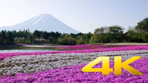 2021 Fuji Shibazakura Festival Japan Web Magazine