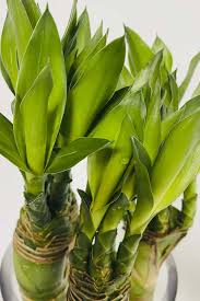 We did not find results for: Tiger Lucky Bamboo Stick Indoor Plants Plantshop Me