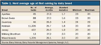 heifers are still too old when they calve