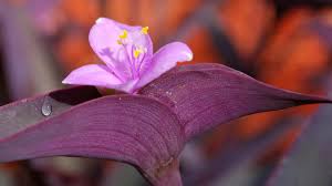 Surprisingly, most plant owners prefer to include this species in their collection for the foliage rather than the flowers. All About The Purple Heart Plant Southern Living