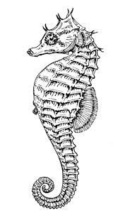 Seahorse Horse Clip Art Seahorse Art Line Drawing