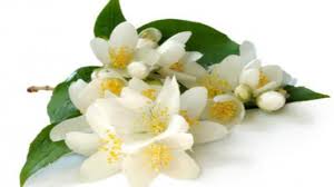 Gambar wallpaper bunga melati putih cantik terbaru 2019. Fakta Unik Di Balik Bunga Melati Nomor 7 Bikin Merinding