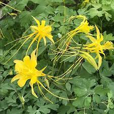 Swallowtail Columbine Aquilegia Species Swallowtail High Country Gardens