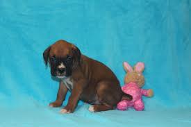 Contact louisiana boxer breeders near you using our free boxer breeder search akc, boxer puppies! Meet Sydney Boxer Pups In Corning Ohio For Sale Find Cute Boxer Puppies Dogs And Breeders At Vip Boxer Puppies Boxer Puppies For Sale Cute Boxer Puppies
