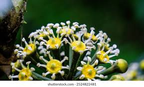 Image result for Trevesia