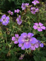 Image result for Geranium bohemicum Orhcid Blue