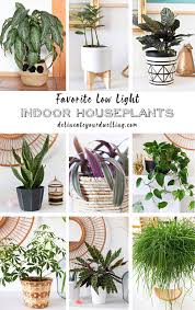 🌱 you love bad*** home projects. 12 Of My Favorite Low Light Houseplants Delineate Your Dwelling