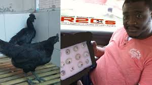 Ayam Cemani Satu Ekor Rp 30 Juta Harga Telurnya Rp 500 Ribu Banyak Diburu Kolektor Luar Negeri Halaman All Tribun Manado