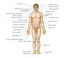 Learn 90 human body parts name with english and hindi meaning and with images and also learn some internal human body parts with picture. Review Of Scientific Names Of Body Parts Ppt Video Online Download